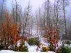 forets_14_small.jpg