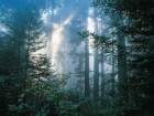 forets_15_small.jpg