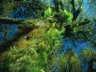 forets_4_small.jpg