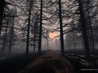 forets_5.jpg