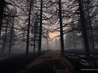 forets_5_small.jpg