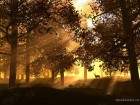 forets_7_small.jpg