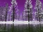 forets_9_small.jpg