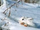 neige_10_small.jpg