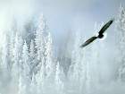 neige_16_small.jpg